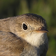 Mindre flugsnappare, Sundre 20080603